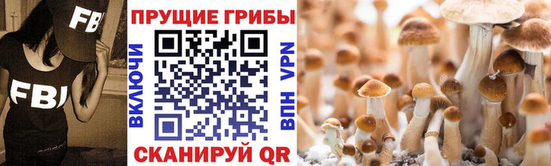Купить  Лангепас  Псилоцибиновые грибы GOLDEN TEACHER 