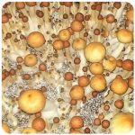 Псилоцибиновые (галлюциногенные)  грибы Psilocybin "Golden Teacher" в Лангепасе