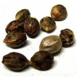 Семена марихуаны АК-47  (Seeds AK-47) в Лангепасе